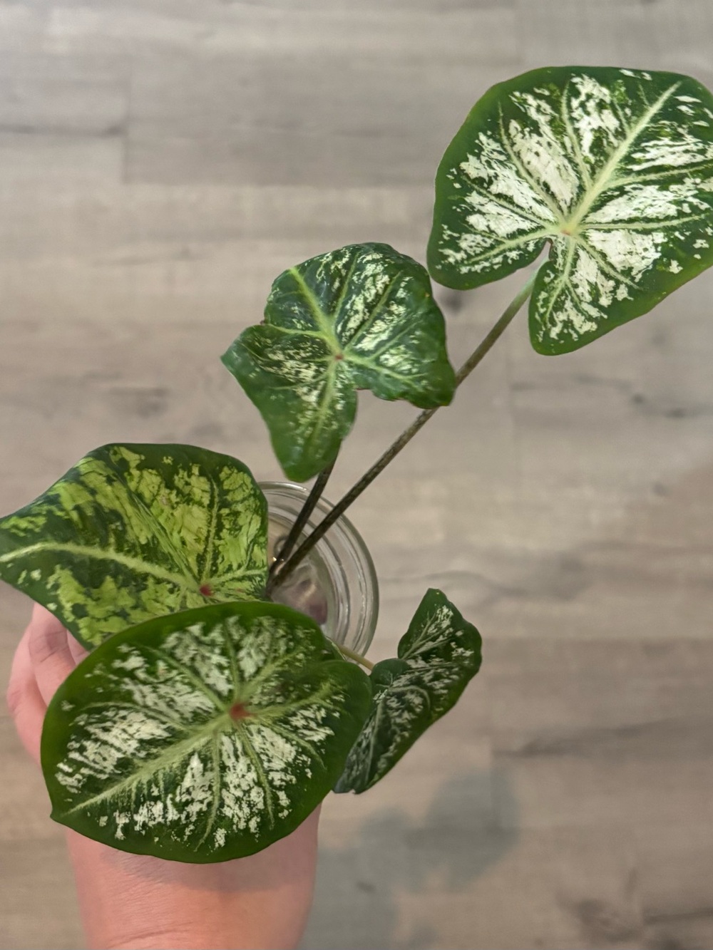 Caladium Bicolor Plant Cutting - Picture 3 of 3